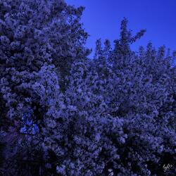 Last Evening of May (Slowed)