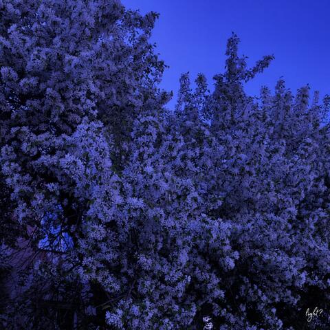 Last Evening of May