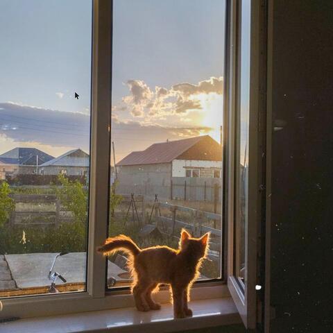 Без сигареты