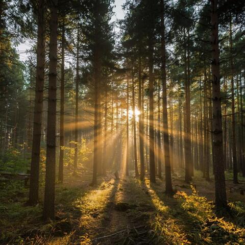 Walking trough the forest
