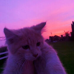 all kittens go to heaven