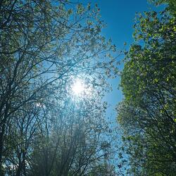 ave maria (deus vult)