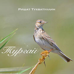 Тургай