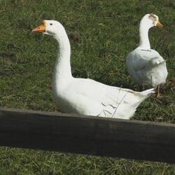 Дети хоронят коня