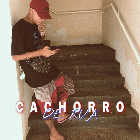 Cachorro de Rua