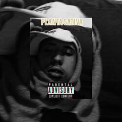 Planta Sativa