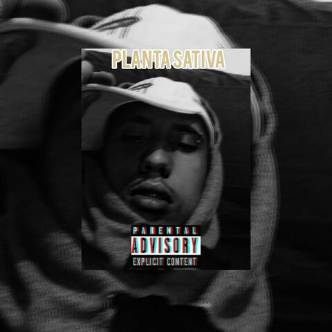 Planta Sativa