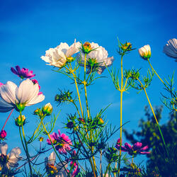 Spring in the Garden