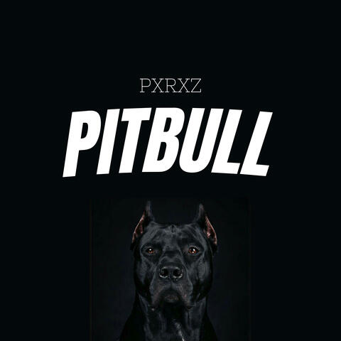 Pitbull