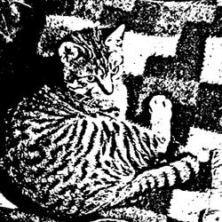 Se Van Cayendo (Instrumental Sin Efectos)