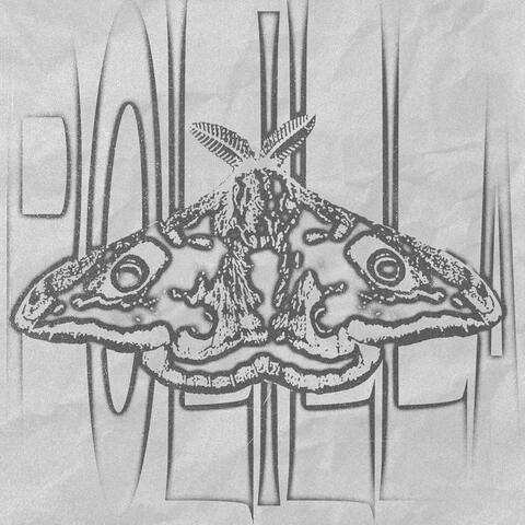 Polilla