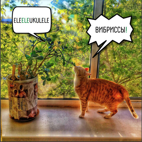 Вибриссы!