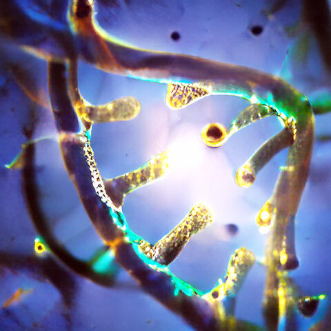 Genetic Karma