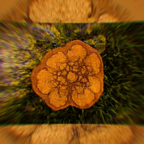 Ayahuasquita