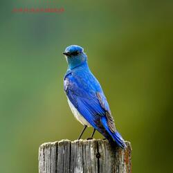 Un Pajaro Azul