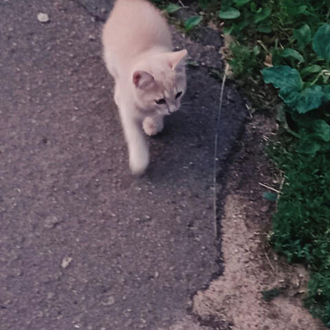 Новая жизнь