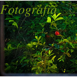 Pa-Pum-Pirulito-Pão-Doce