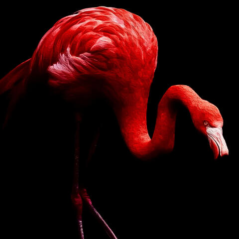 Flamenco