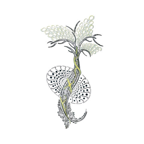 Plantae Sonorum