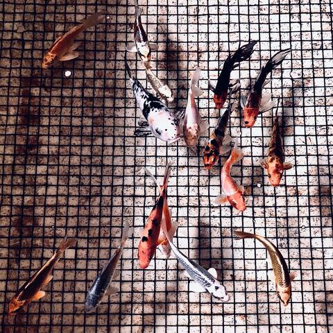 Who Thought up Your World