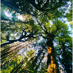 Pacific Northwest