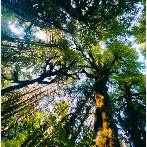 Pacific Northwest