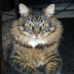 You and Me to the Moon, Dude