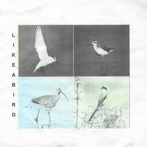 like a bird