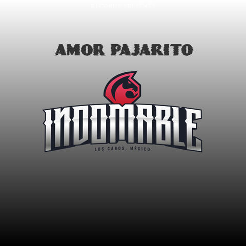 Amor Pajarito