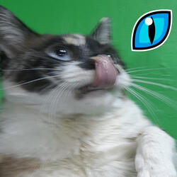 Felinos