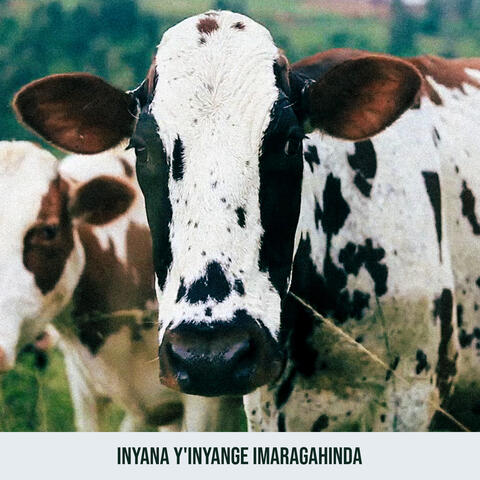 Inyana Y' Inyange Imaragahinda