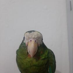 Popa