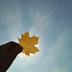 Parallel Feelings