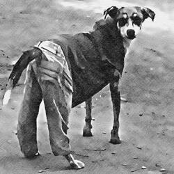 Cachorro de Calça