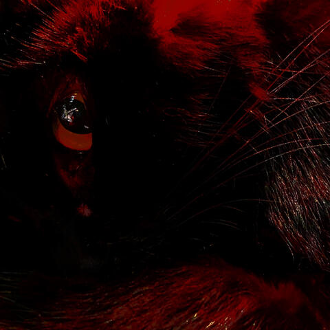 Black Angel