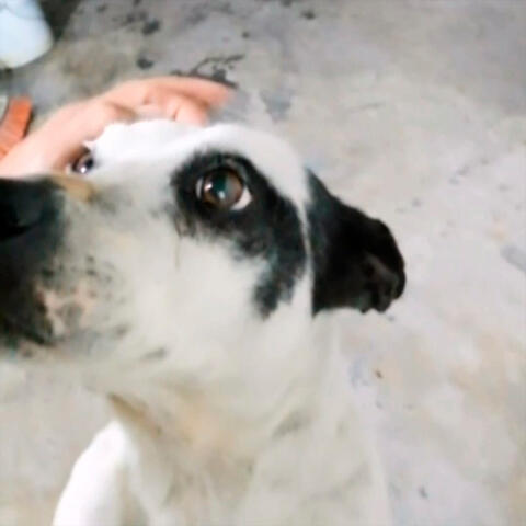 No Te Vamos a Olvidar