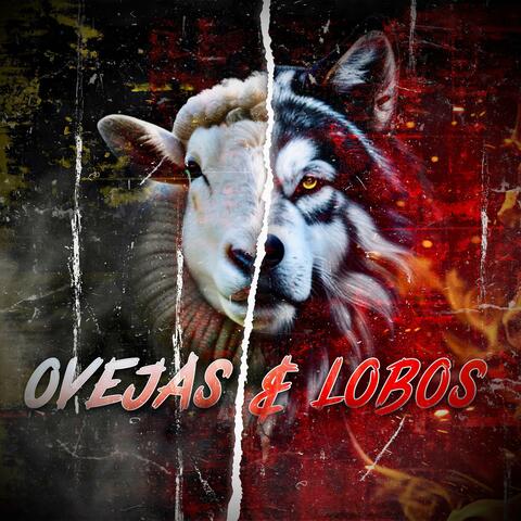 Ovejas & Lobos