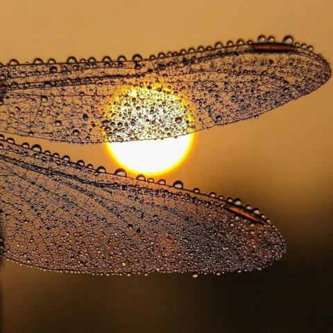Dragonfly/Damselfly