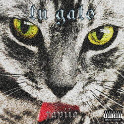 Tu Gato