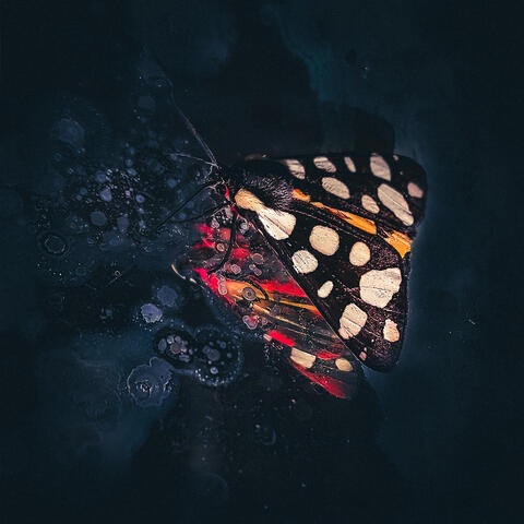 Like a Butterfly