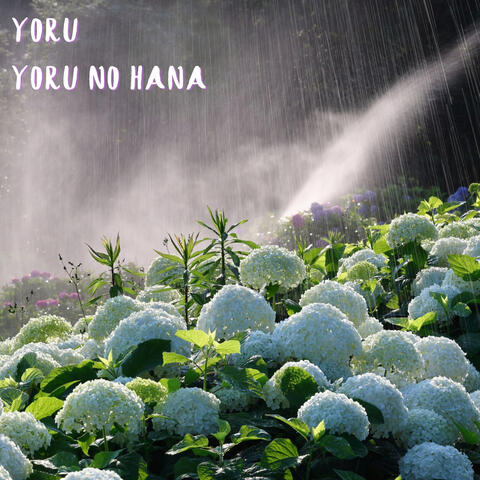 Yoru No Hana