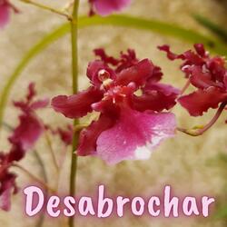 Desabrochar