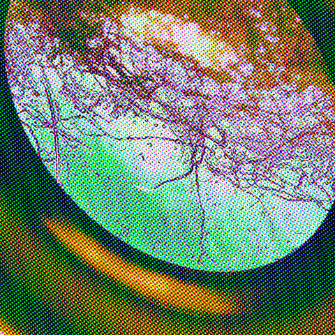 Microscopio