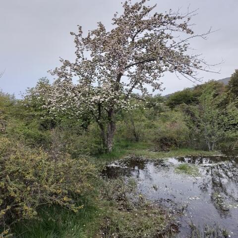 Espejo