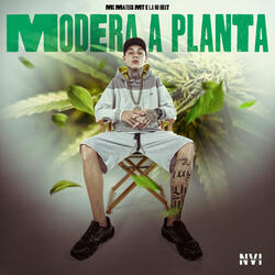 Modera a Planta