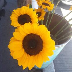 Girasol