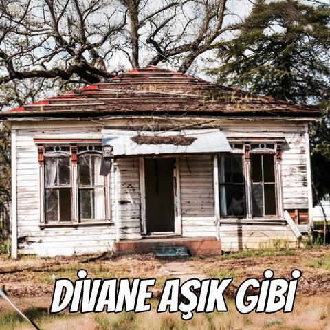 Divane Aşık Gibi