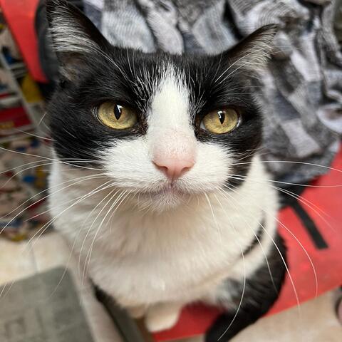 O Gato Nancy