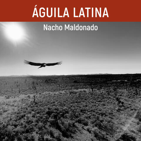 Aguila Latina