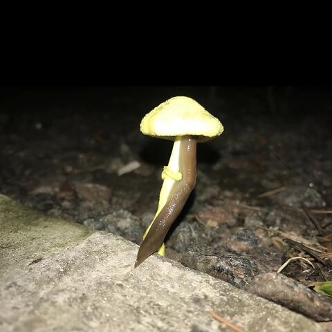 Hay Bichos Entre los Nervios del Cuerpo Que Tiramos al Lago